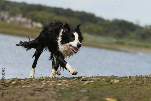 border collie running near the river