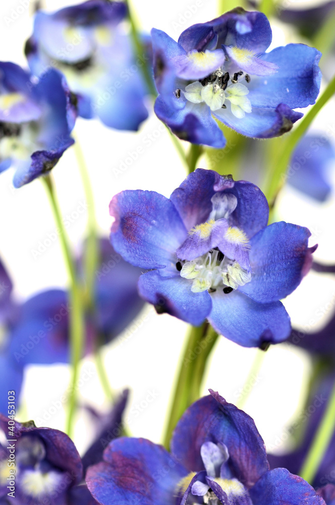 Delphinium Delphinium