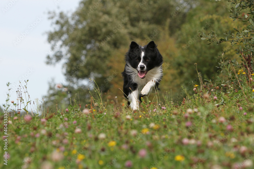 border collie en course dans la campagne border collie en course dans la campagne