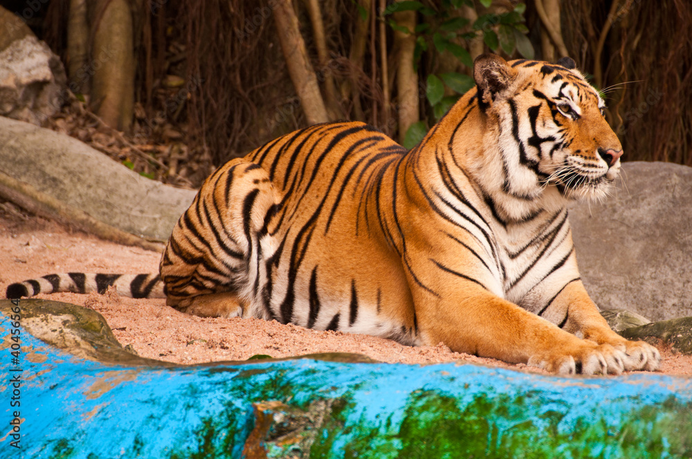 Bengal Tiger Bengal Tiger