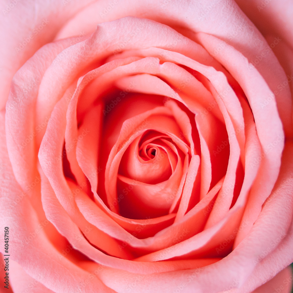 close up of rose close up of rose