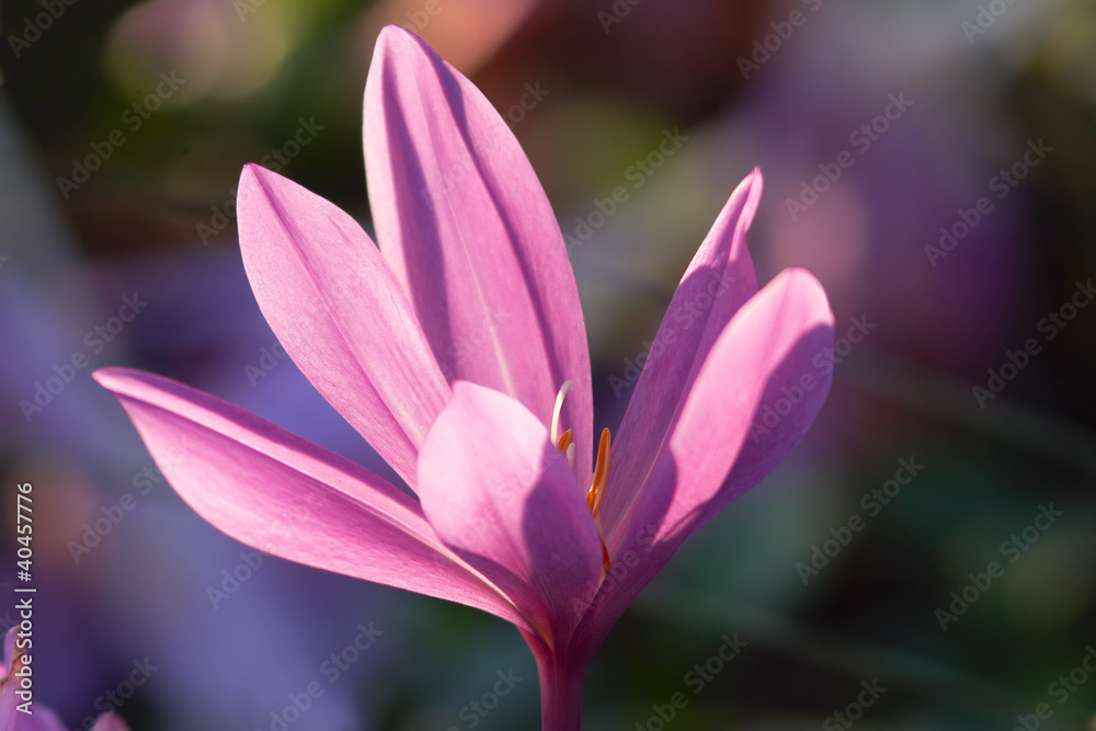 Violet crocus flower portrait