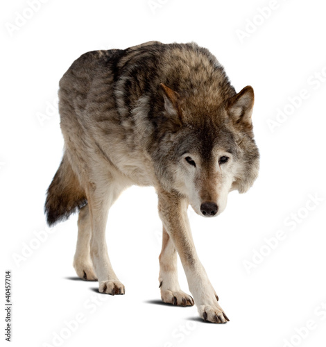 wolf. Isolated over white