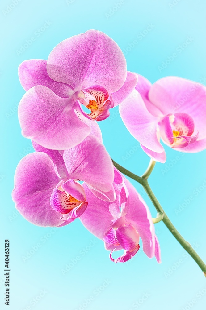 Pink Orchid Pink Orchid