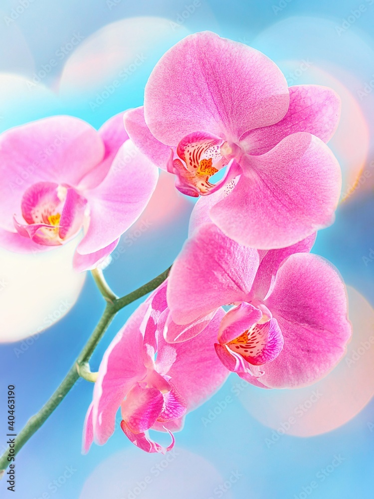 Pink Orchid Pink Orchid