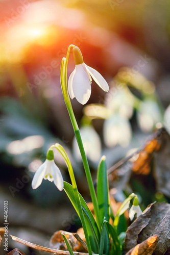 snowdrop flower in morning dew, soft focus