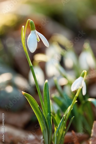 snowdrop flower in morning dew, soft focus