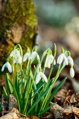 snowdrop flower in morning dew, soft focus