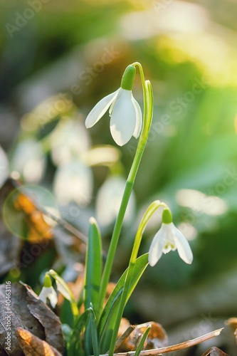 snowdrop flower in morning dew, soft focus
