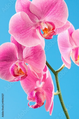 Pink Orchid