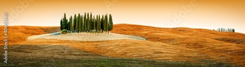 Tuscany landscape - cypress grove