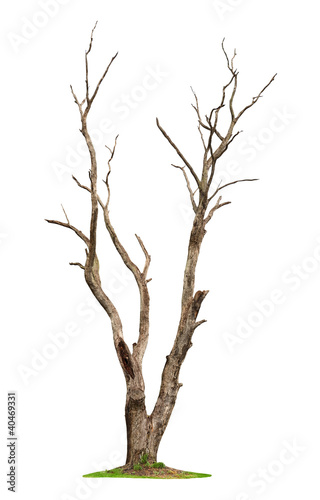 Tree on white background