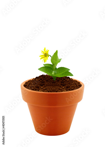 flower in clay pot