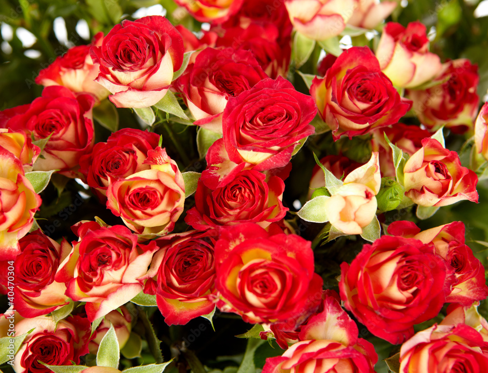 bunch of red roses on white background - flowers and plants bunch of red roses on white background - flowers and plants