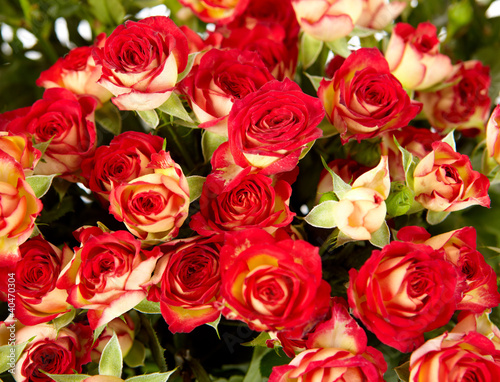 bunch of red roses on white background - flowers and plants