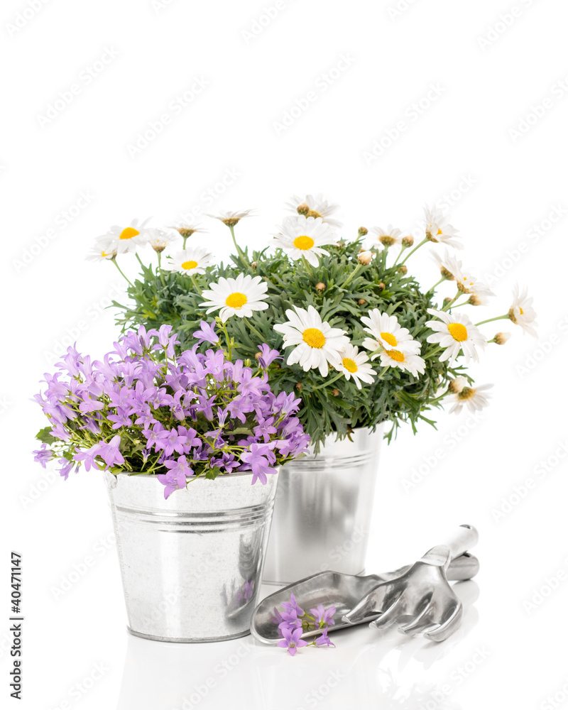 Spring Flowers Spring Flowers