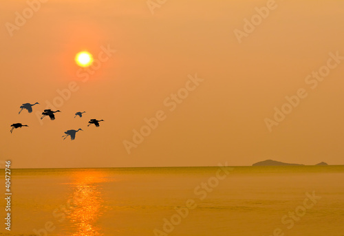 bird and the sunset