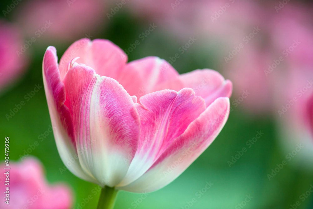 Pink tulip in Toronto during spring season.