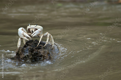 A White Crab Sitting on a Small Rock