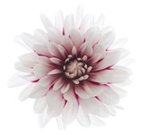 dahlia