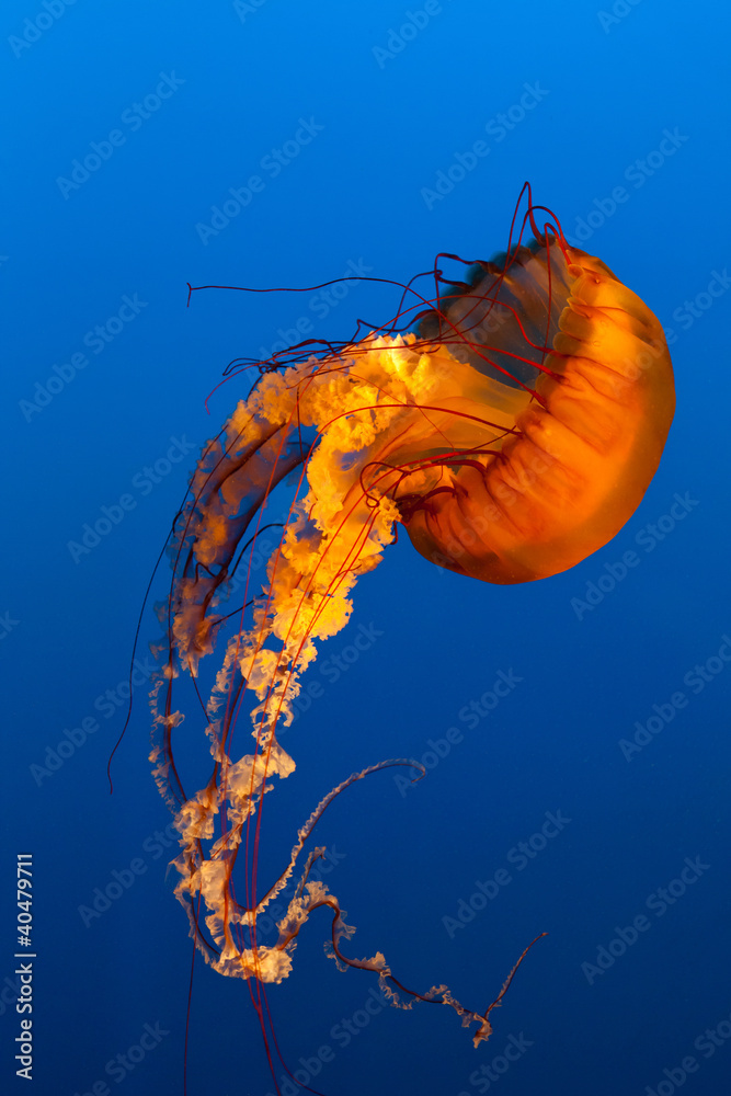 Fototapeta premium jellyfish