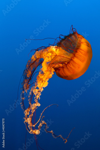 jellyfish #40479711