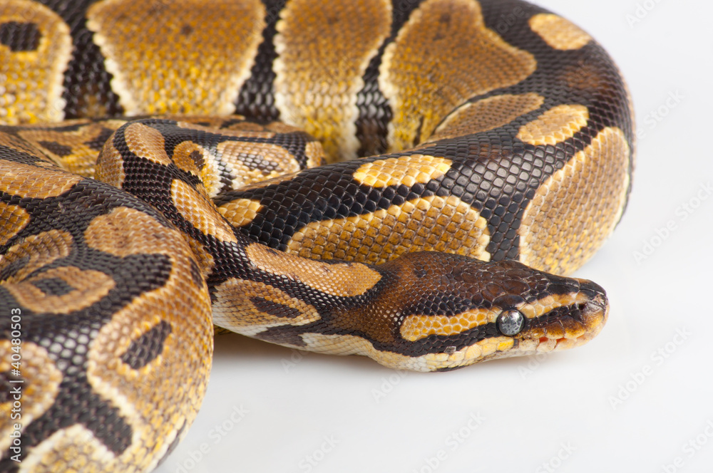 Beautiful strong python lying peacefully Beautiful strong python lying peacefully