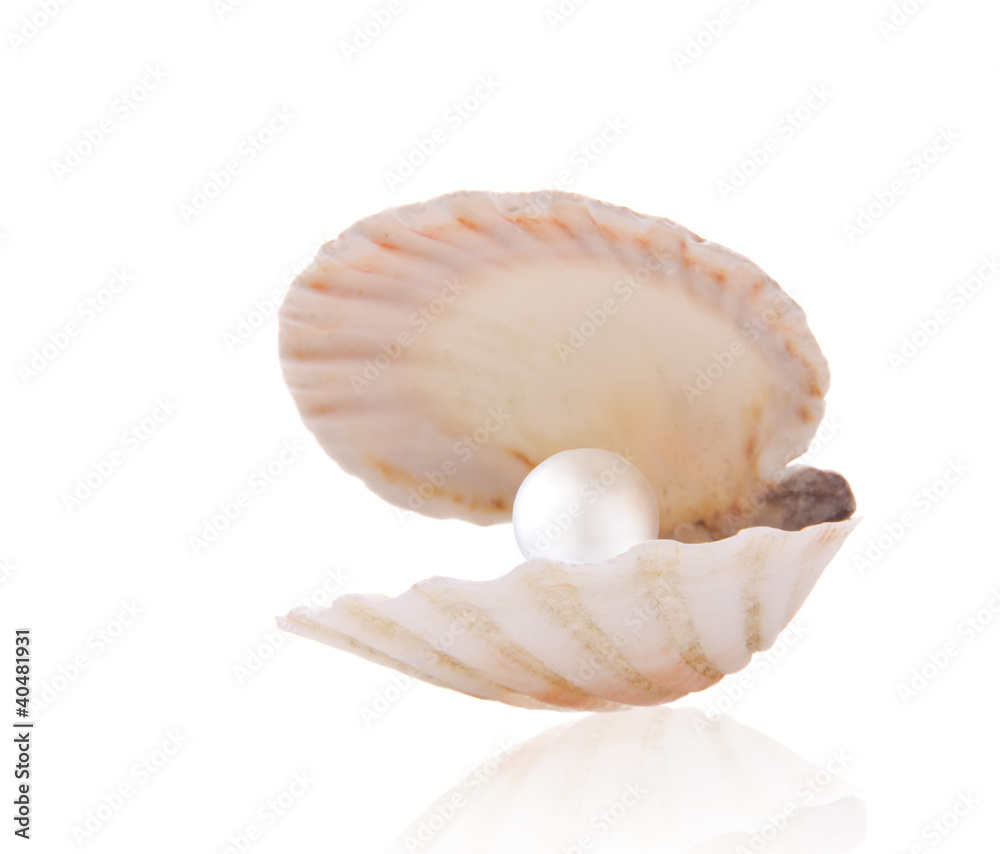 Shell with pearl over white Shell with pearl over white