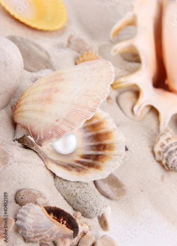 Shell with pearl on sand