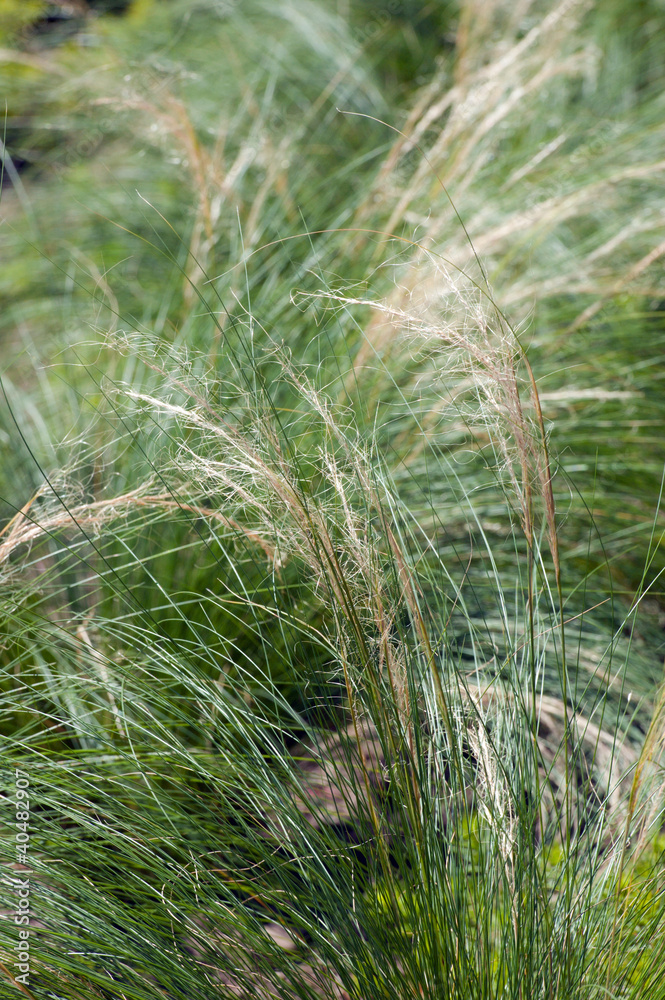 Deschampsia cespitosa