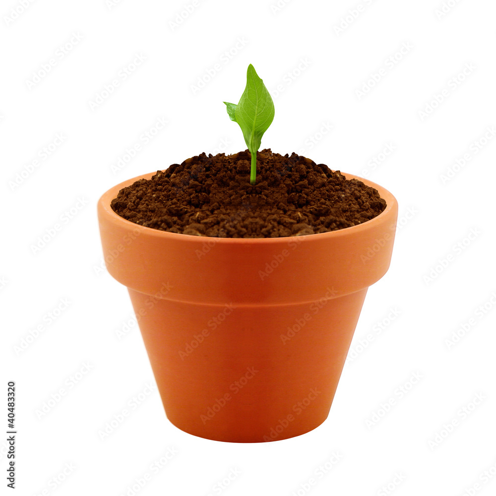 Young plant in clay pot Young plant in clay pot