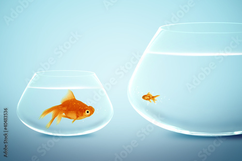Big and small goldfish