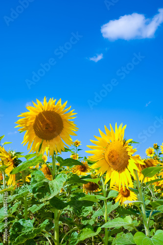 Sonnenblumen