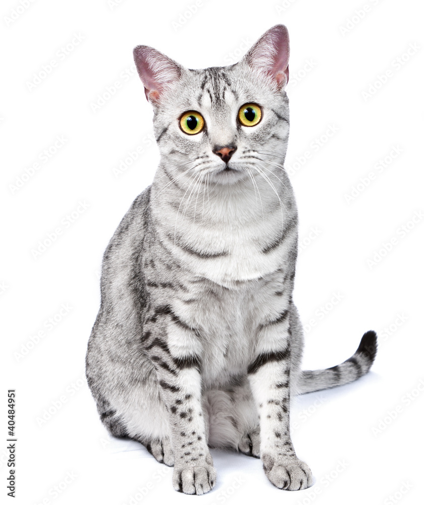 A Beautiful Egyptian Mau Cat Looks Directly at Camera