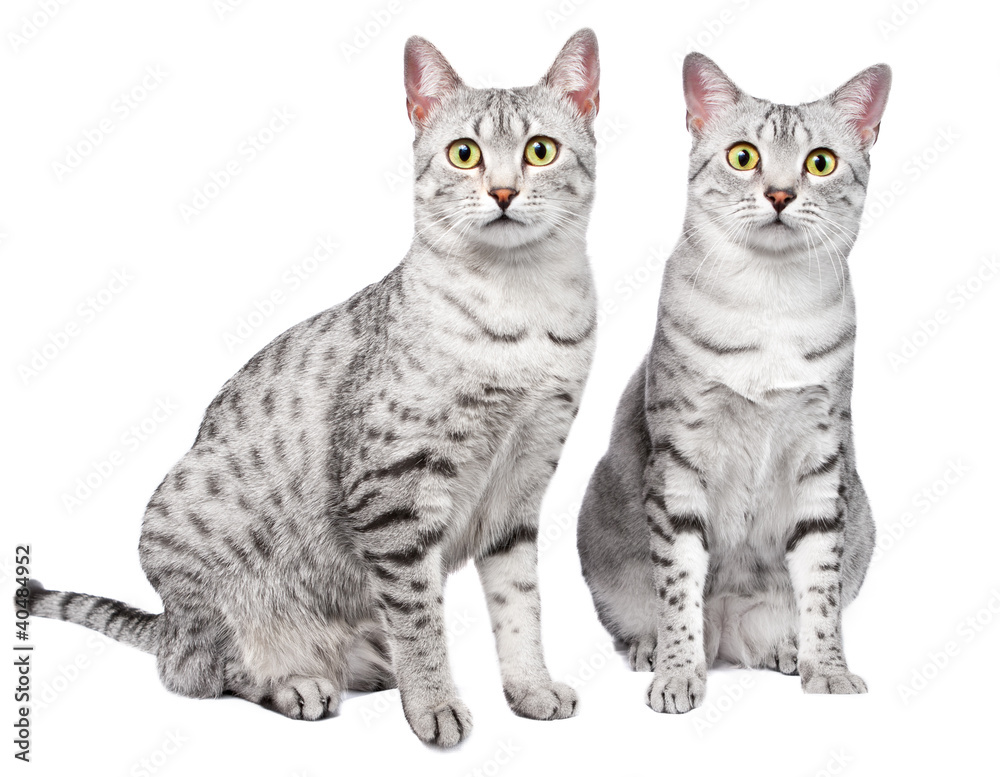 Pair of Egyptian Mau Cats