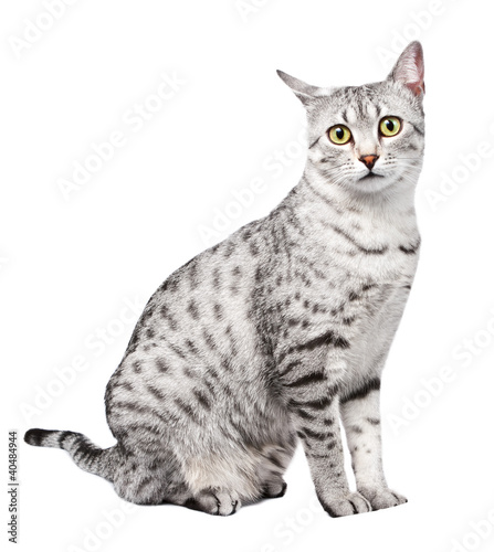 Fotografie Cute Egyptian Mau with Yellow Eyes