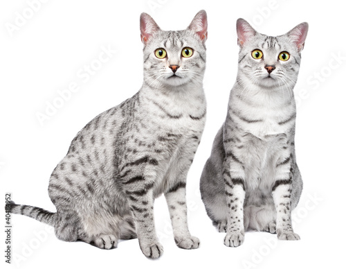 Pair of Egyptian Mau Cats