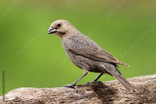 Female Brown-Headed Cowbird