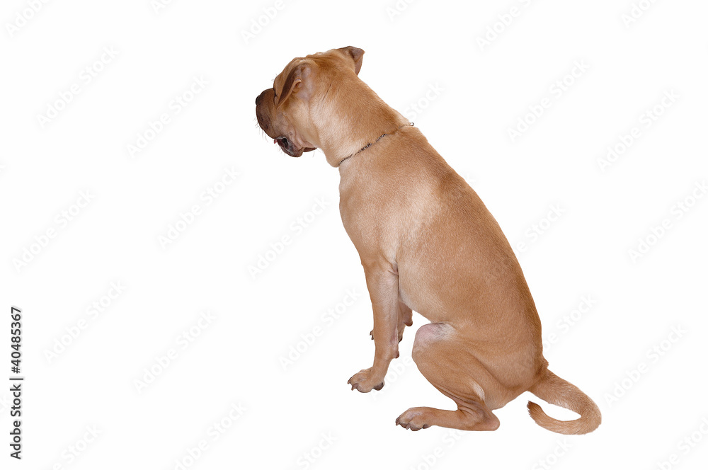 Fototapeta premium Sharpei dog.