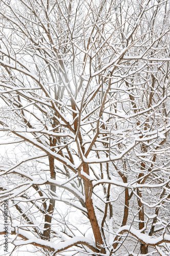 Winter trees © Andrii Salivon