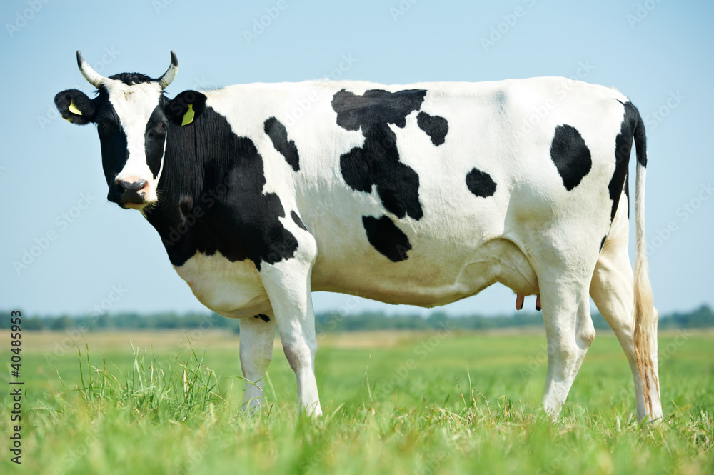 White black milch cow on green grass pasture