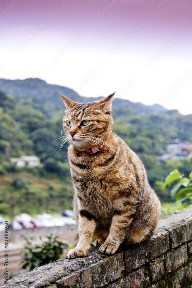 Obraz premium cat