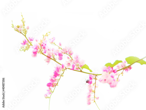 Pink flower branch