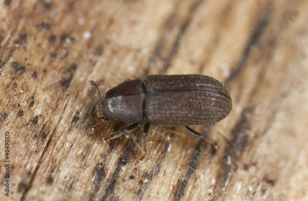Bark borer beetle on wood extreme close-up Bark borer beetle on wood extreme close-up