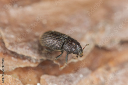 Bark borer beetle on wood extreme close-up