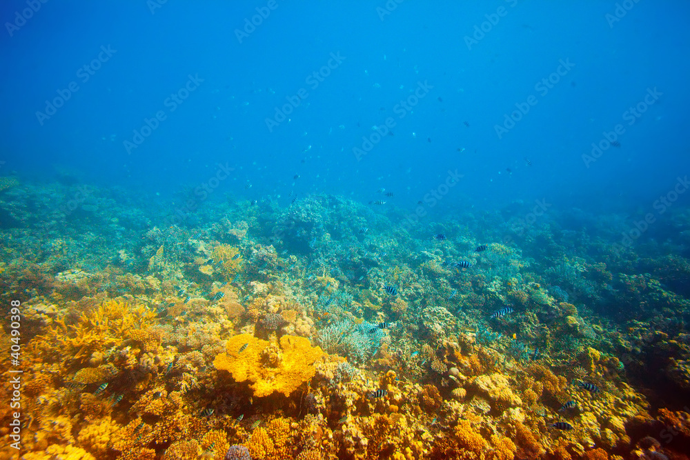 Obraz premium coral reef area