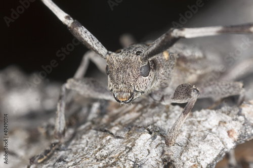 Extreme close-up of a male timberman (Acanthosinus aedilis) photo