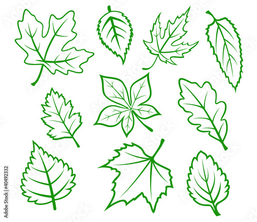 Green leaves set