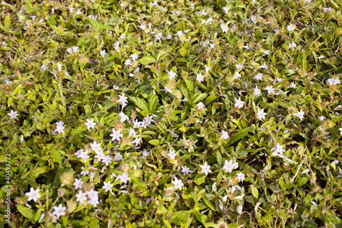 flower cover photo