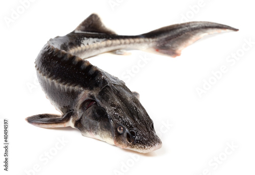 Sterlet fish on white background photo